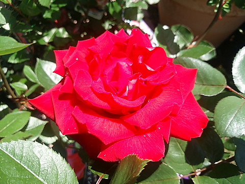 IMG_20160417_122027.jpg