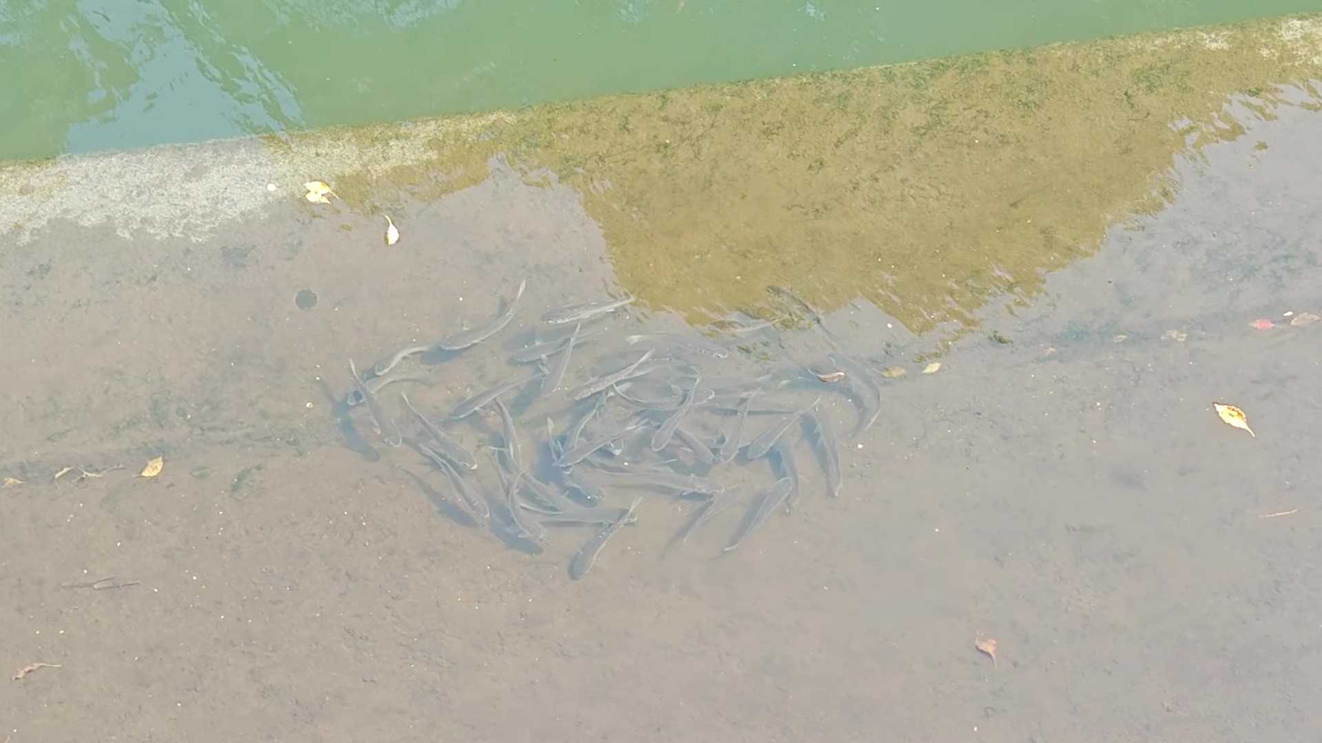 千葉県船橋市　お花見　海老川河川敷　海老川ジョギングロード　魚いた