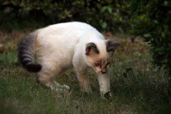 我が家のニャンコ♪2013/7/19-2