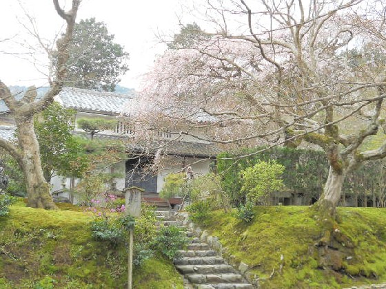 2016-4　常寂光寺の枝垂れ桜.jpg