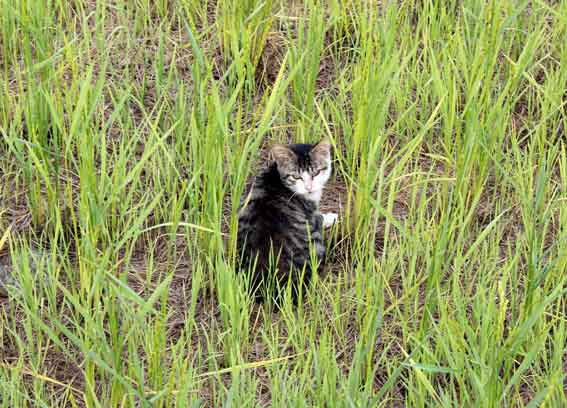 我が家のニャンコ♪2013/11/16-2