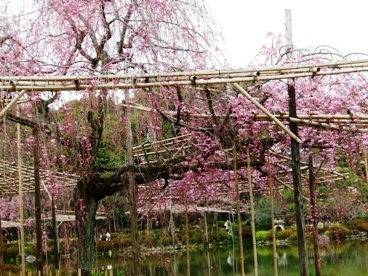 2013_0330京都の桜0059.JPG