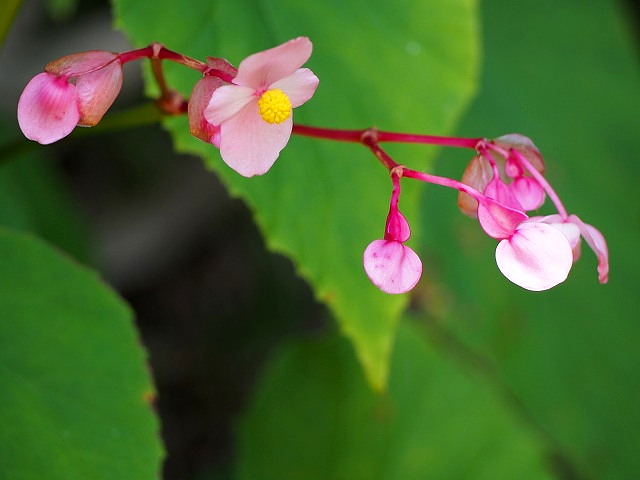 P7300495.jpg
