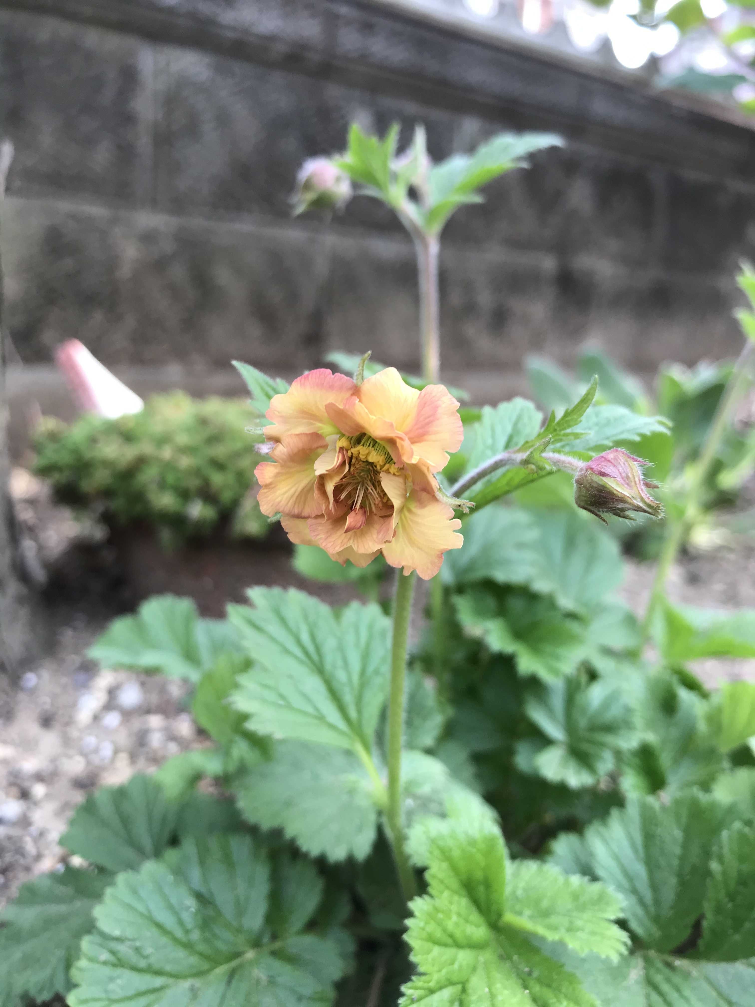 ゲウム マイタイ開花そして引き算の難しさ 楽しい庭作り 楽天ブログ