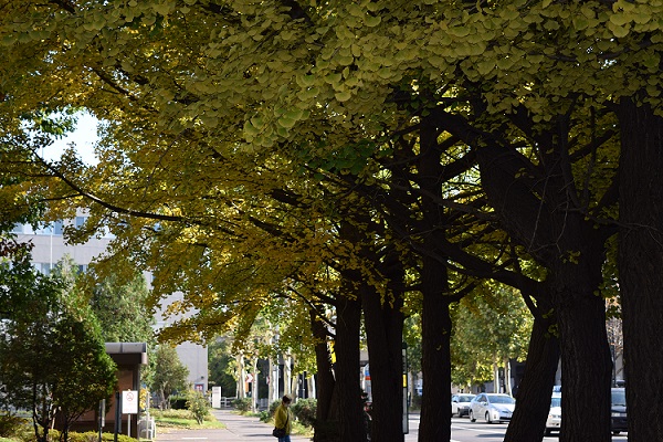 街路樹のイチョウ並木は未だ