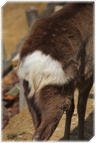 森林公園-19 ニホンジカ-2 13.3.24