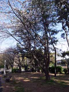 桜と松　梅はなんのか　赤丹が