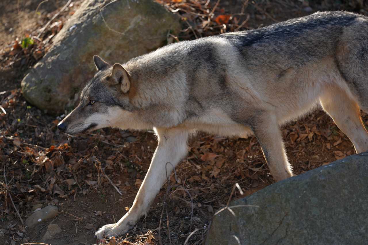 多摩動物公園で買ったパペットのオオカミに名札を付けたよ。 | イルカ