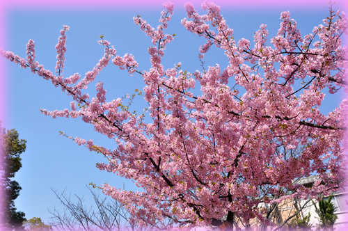 桜５