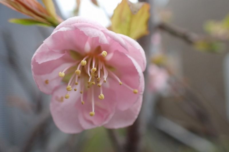 梅が咲きました | 北海道 登山日和 花日和 - 楽天ブログ