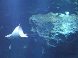 東京スカイツリー 058.jpg