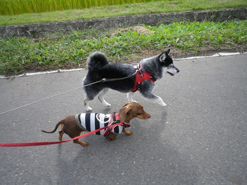 すたこらさっさ