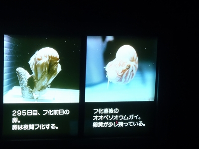 鳥羽水族館2014年11月下旬21　オウムガイの卵