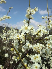 s-20120311 (7).jpg