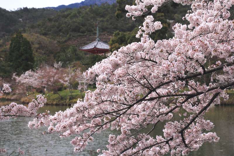 大沢池_003.jpg
