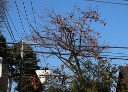 IMG_6344-1.jpg