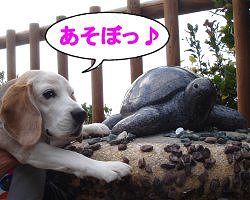 20130102カメさん