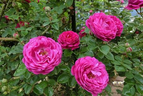 ジプシーボーイ