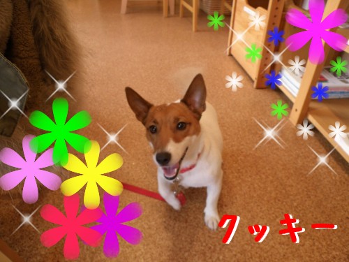 ｸｯｷｰ.JPG