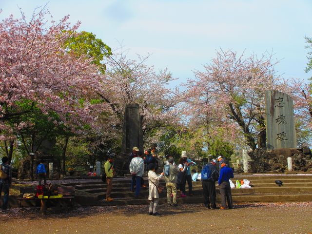 伊勢山の桜.jpg