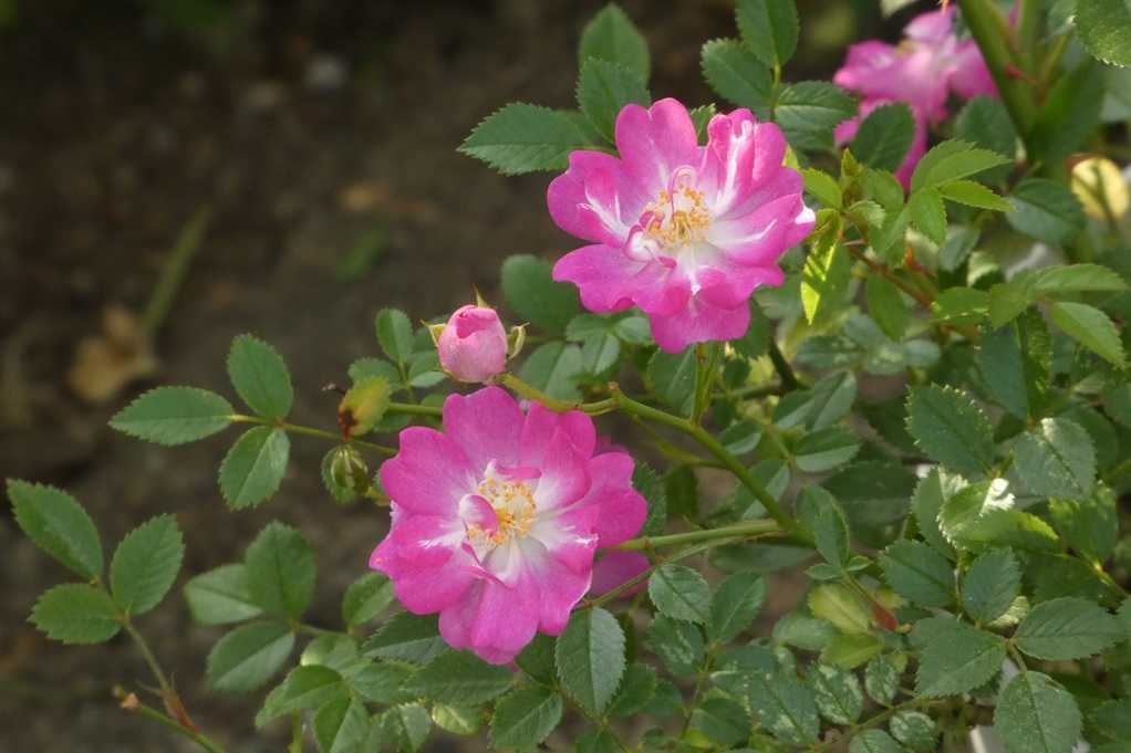 515