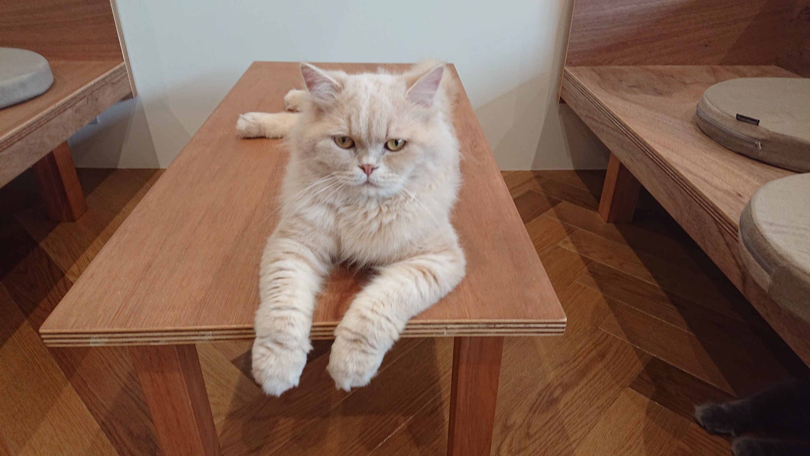 はじめての猫カフェ shinryのにゃんこがーでん 楽天ブログ はじめての猫カフェ shinryのにゃんこがーでん 楽天ブログ