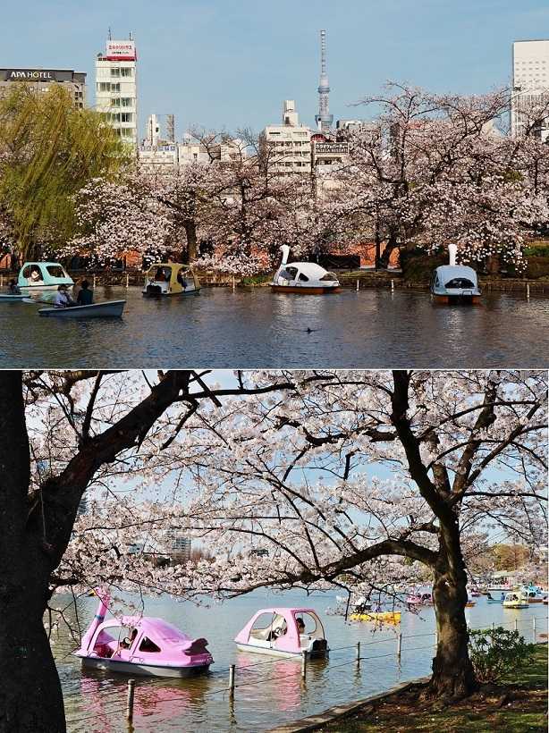 不忍池 スワンの花見 清多夢くらぶ 楽天ブログ