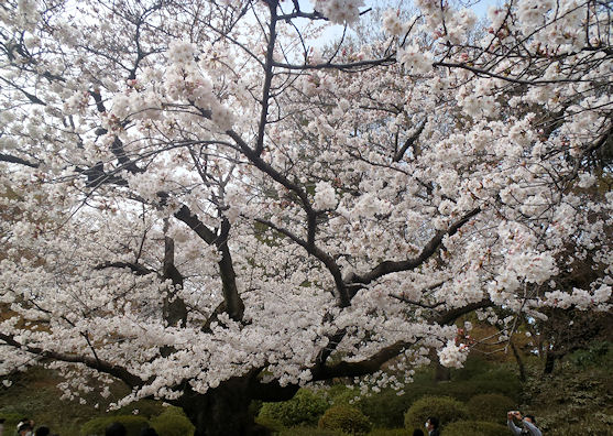 六義園のソメイヨシノ