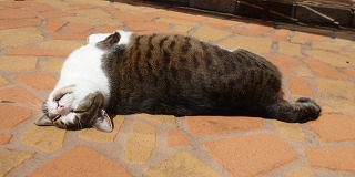 P1150895-ass.jpg