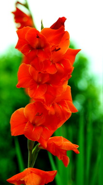 サルビア　7.25　2016　ｐ