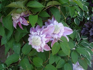 DSC00911.jpg