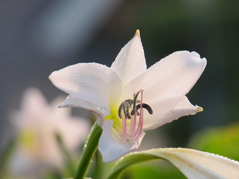 アフリカハマユウの花・マクロ