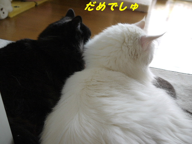 P1250754.JPG