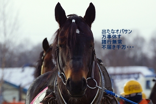 クロカゲタカラ　ばんえい