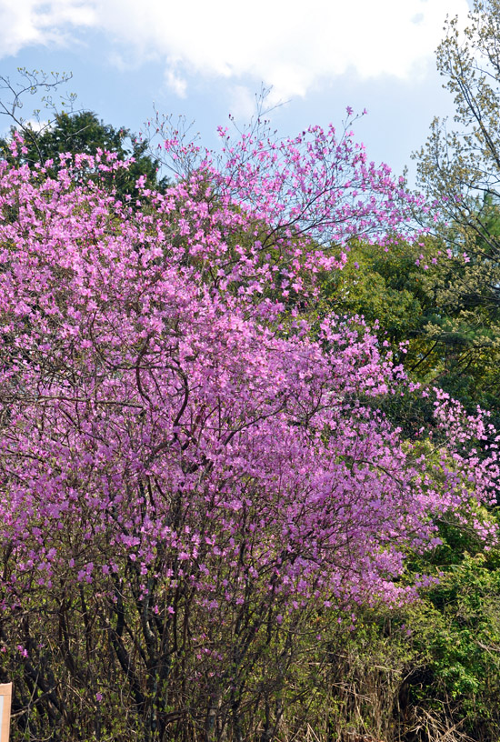 桜４