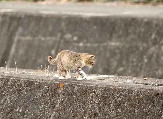 我が家のニャンコ♪2016/3/26-2