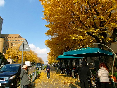 銀杏２.jpg