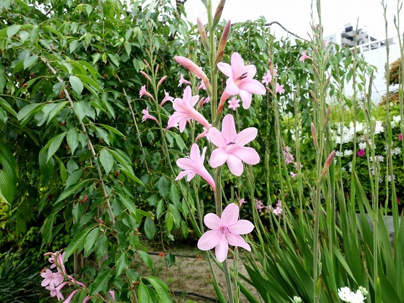 5月6日 今日の一花 その４ ヒオウギズイセン 檜扇水仙 Gazengamaのブログ 散歩中に出合った花と趣味の陶芸作品 楽天ブログ