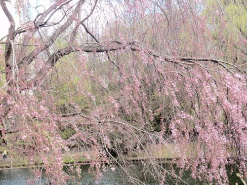 月寒公園3.jpg