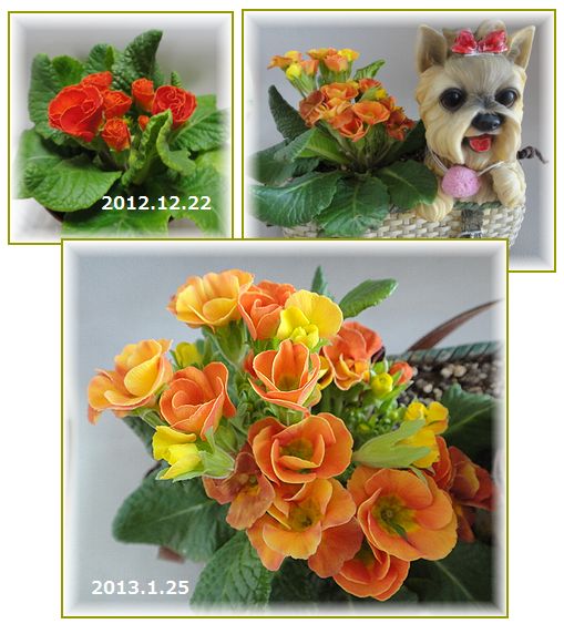 プリムラジュリアン 2