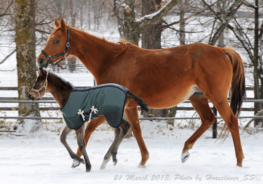 20130321_0955BananaBoy_01