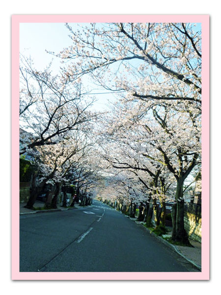 散歩道の桜４