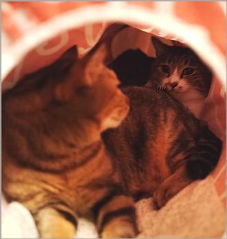 逆毛になってるっつ～の逆毛にっ！