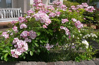 P1300413ss.jpg