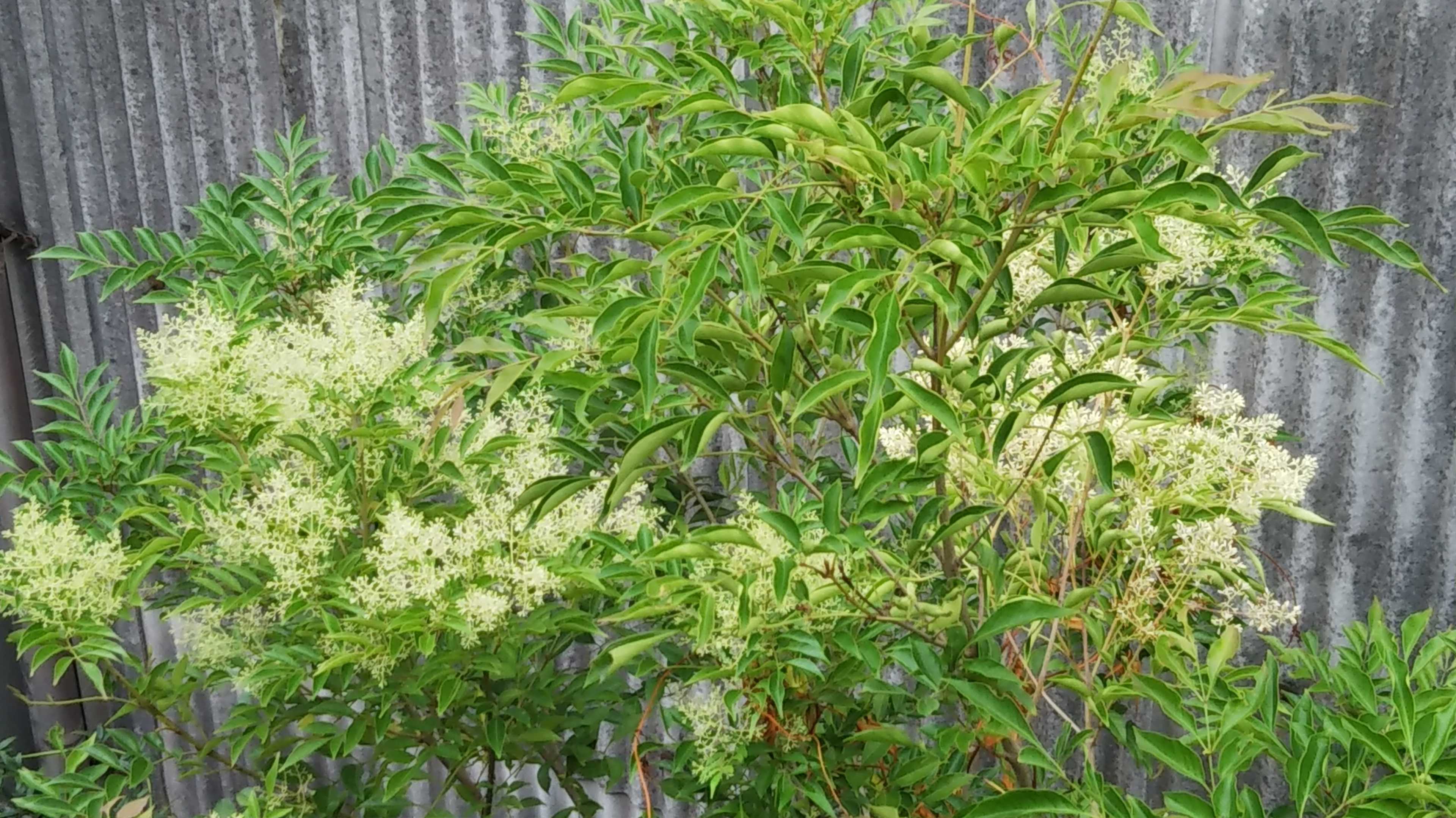 シマトネリコの初めての蕾 アスター開花 アジサイ シェードガーデンと猫 楽天ブログ