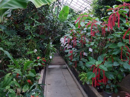 下賀茂熱帯植物園　20160403-2