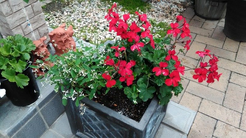 今日の庭に咲く花 Miraiの庭 つれづれに 楽天ブログ