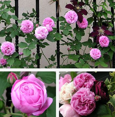 11年春 ルイーズオディエ バラ香るエクステリアプランナーのお庭 楽天ブログ