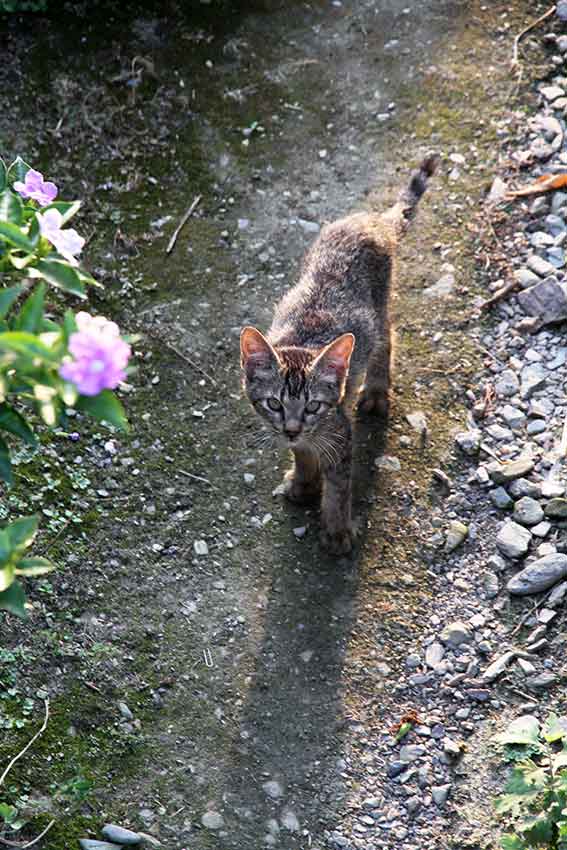 我が家のニャンコ♪2016/07/22-2