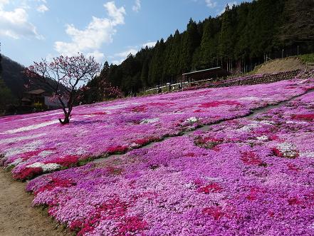 芝桜